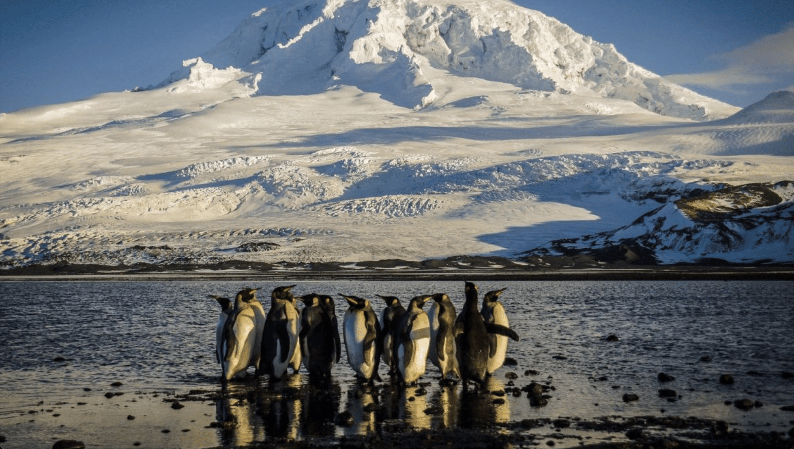 US Tariffs on Uninhabited Penguin Island Spark International Confusion US Commerce Secretary Howard Lutnick UNESCO World Heritage Site Trump Tariff Donald trump
